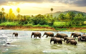 Elephants dans la riviere au sri lanka